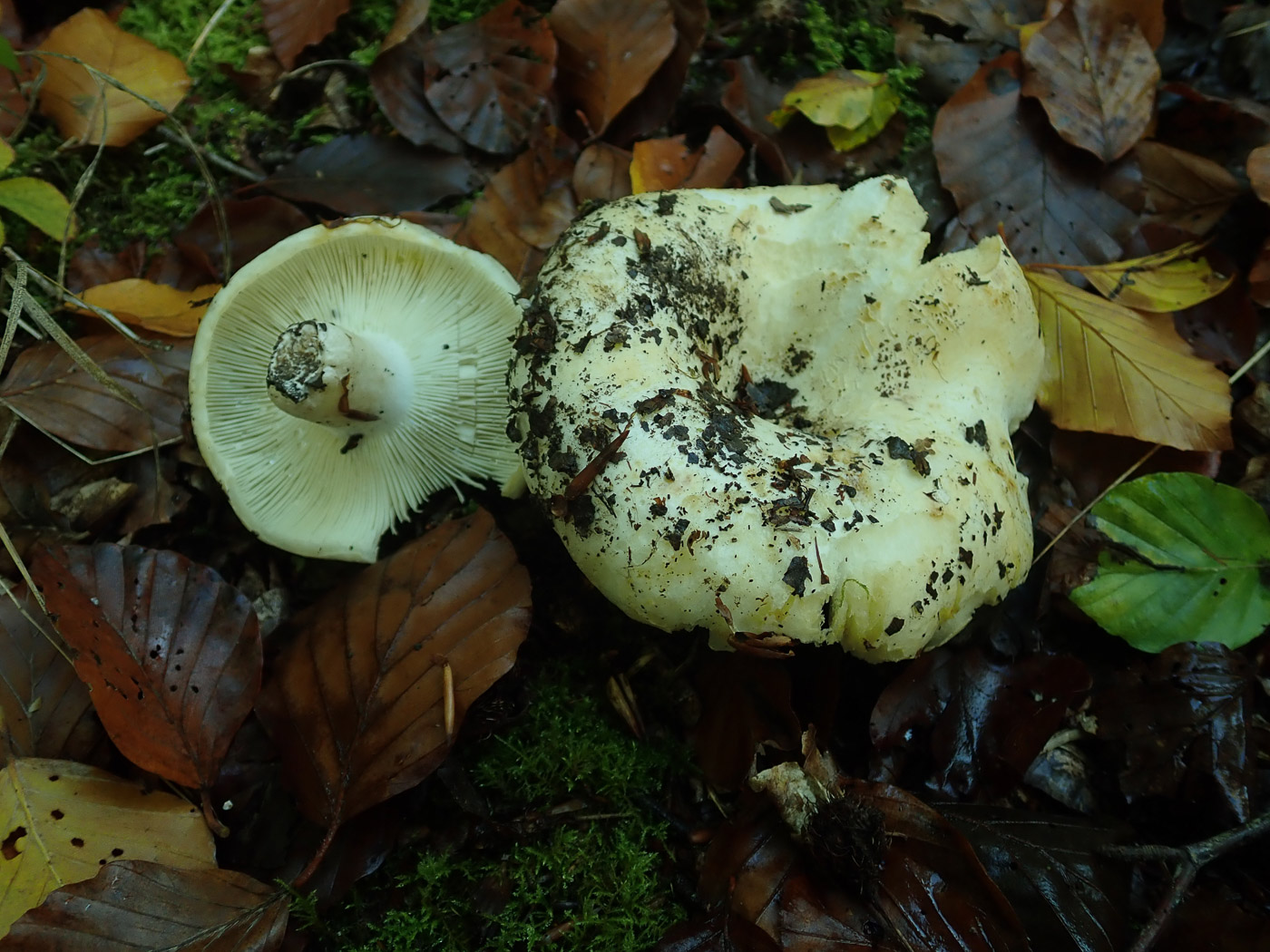 Photo © Penny Cullington Russula delica by Penny Cullington